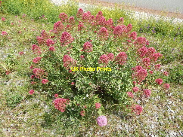 Photo 6"x4" Pink plant in Felixstowe Ferry (close up) Felixstowe Ferry c2014