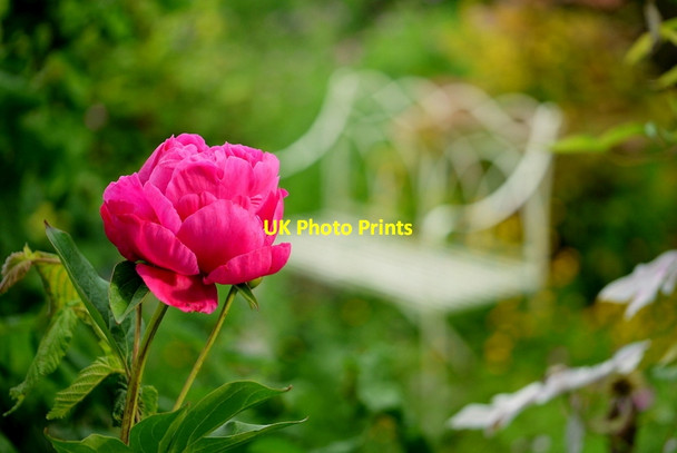 Photo 6"x4" Deep pink Paeonia Bromsash c2014