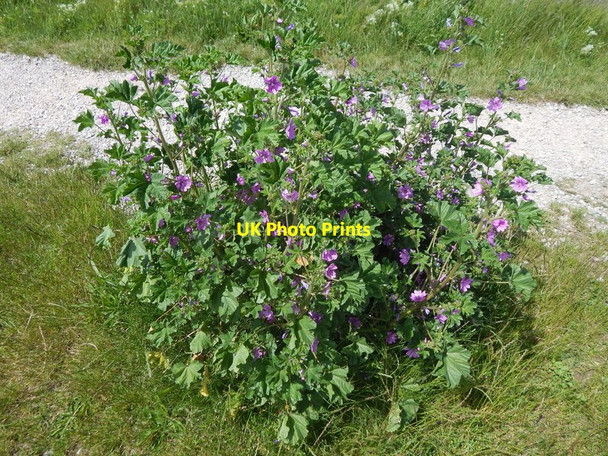 Photo 6"x4" Purple flowering plant Felixstowe Ferry c2014