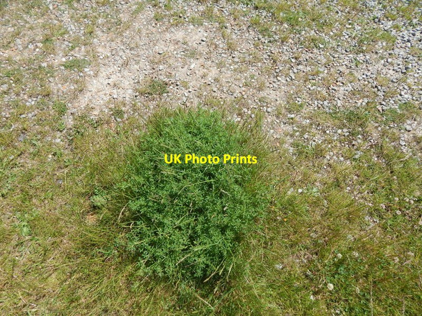 Photo 6"x4" Green plant Felixstowe Ferry c2014