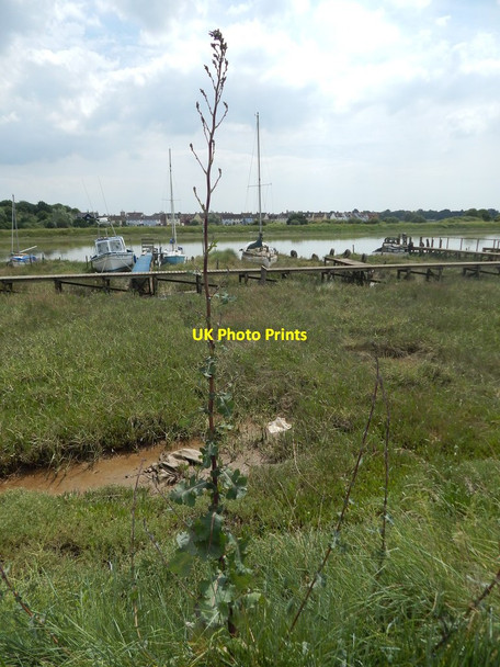 Photo 6"x4" Tall plant Wivenhoe c2014