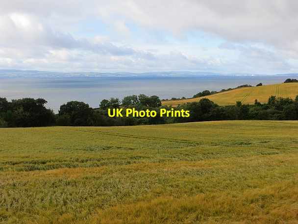 Photo 6"x4" Barley, Castlecary Redcastle\/C5535 c2013