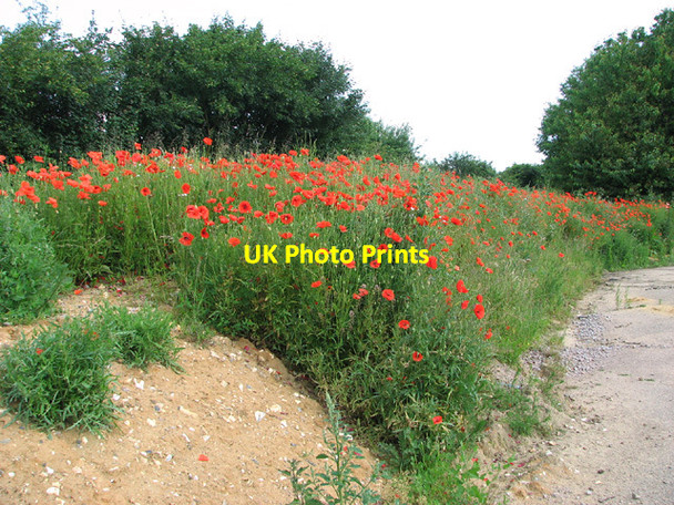 Photo 6"x4" A profusion of poppies Greensgate c2014