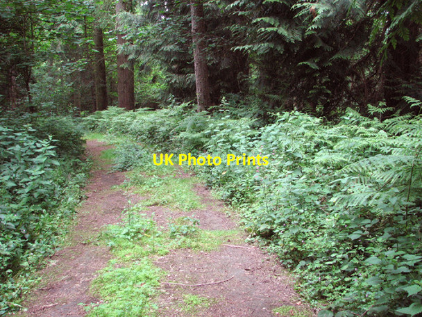 Photo 6"x4" Hockering Wood in June Hockering c2014