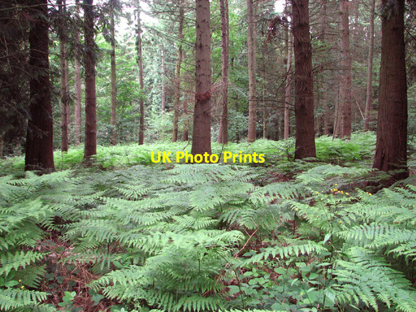 Photo 6"x4" Bracken in Hockering Wood Hockering c2014