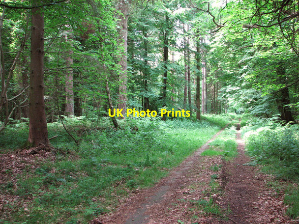 Photo 6"x4" A path through Hockering Wood Hockering c2014