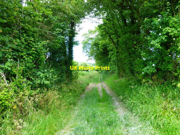 Photo 6"x4" Mile End Lane heads for the hills Corhampton c2014