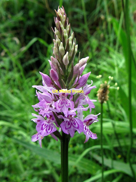Photo 6"x4" Orchid on south bank of Wannie Line cutting Cambo\/NZ0285 c2014