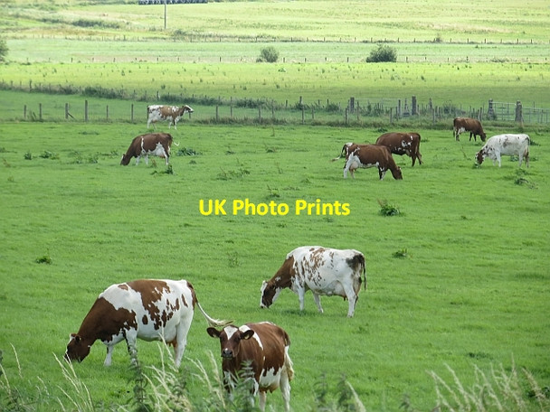 Photo 6"x4" Ayrshires near Coleraine Coleraine c2013