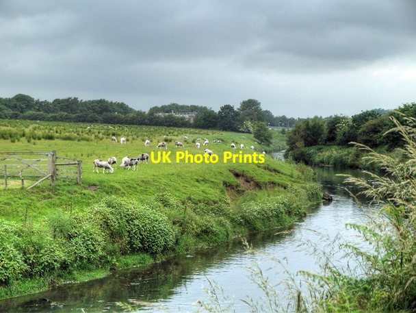 Photo 6"x4" Sheep Grazing next to Glaze Brook Fowley Common c2014