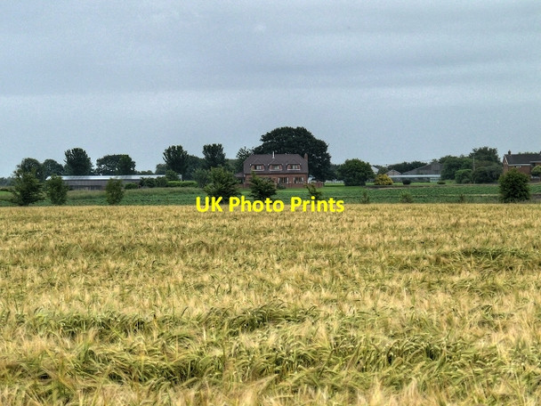Photo 6"x4" Holm Leigh Farm Fowley Common c2014