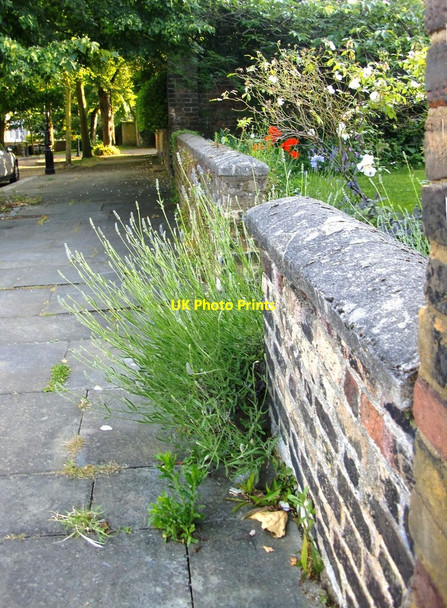 Photo 6"x4" Front-garden wall, The Butts, Brentford Brentford c2014