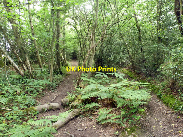 Photo 6"x4" Public footpath 10W Copthorne\/TQ3139 c2014