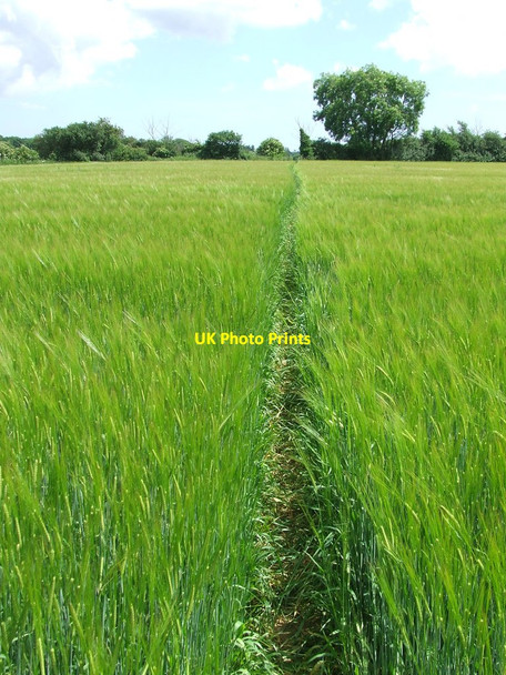 Photo 6"x4" Through The Barley Farnham\/TM3660 c2014