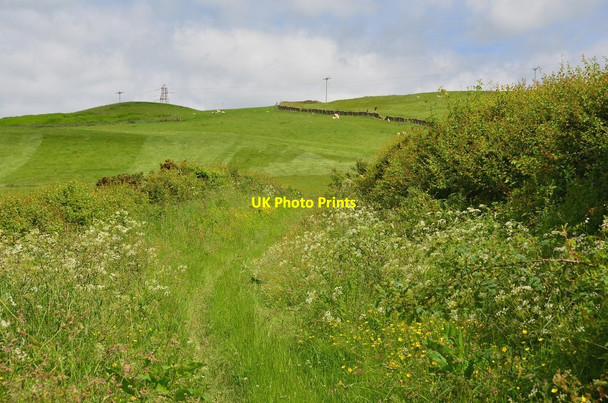 Photo 6"x4" Path between hedgerows near Housebyres Melrose\/NT5434 c2014