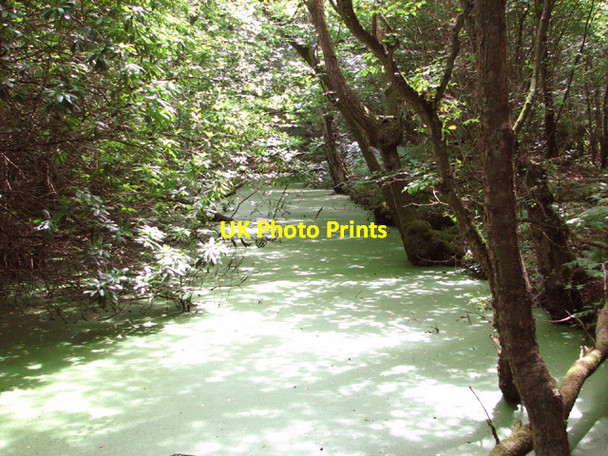 Photo 6"x4" Moated site in Hockering Wood Hockering c2014