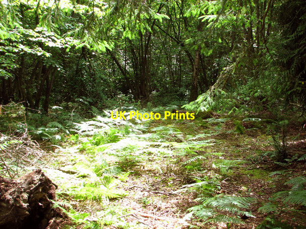 Photo 6"x4" On the moated site in Hockering Wood Hockering c2014