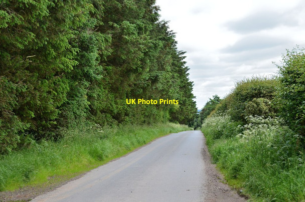 Photo 6"x4" Cairneymount Covert Mosshouses\/NT5339 c2014