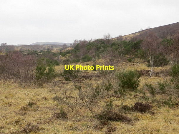 Photo 6"x4" Young woodland, Glen Garry Fiacail Mh\u00f2r c2014