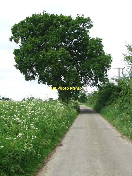 Photo 6"x4" Oak Tree Hemley c2014