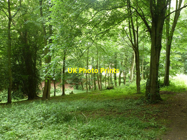 Photo 6"x4" Dell near Rowfant House Down Park c2014