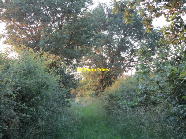 Photo 6"x4" Overgrown Lane off Vicarage Lane Bircotes c2014