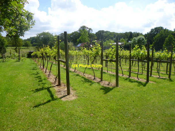 Photo 6"x4" Setley, Seyval vines Setley c2014