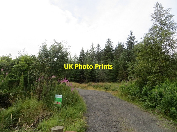 Photo 6"x4" Ballypatrick Forest Cushendun c2013