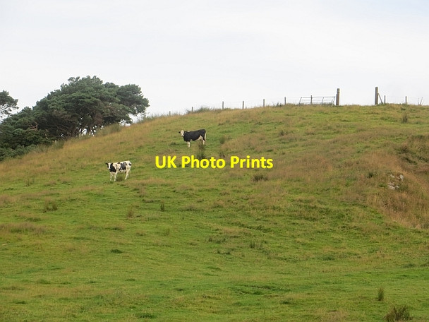 Photo 6"x4" Cattle, Glendun Cushendun c2013
