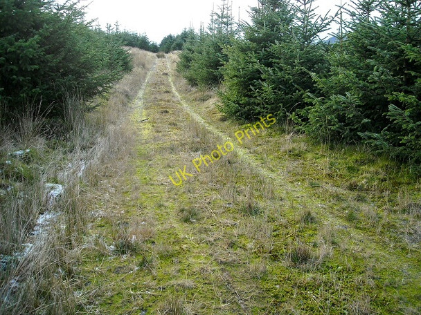 Photo 6"x4" Track  in Glentrool Forest Knockcravie Burn c2009