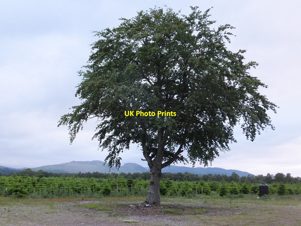 Photo 6"x4" Christmas tree plantation, Highfield Balvraid\/NH5051 c2014