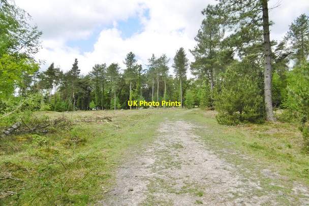 Photo 6"x4" Ipley Inclosure, forestry road Pooksgreen c2015