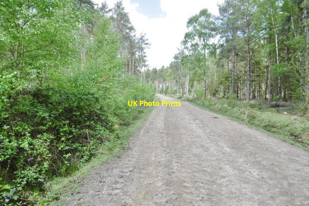 Photo 6"x4" Ipley Inclosure, forestry road Applemore c2015