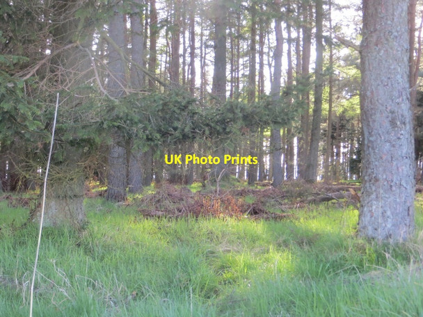 Photo 6"x4" Woodland, Blackford Blackford\/NN8908 c2015