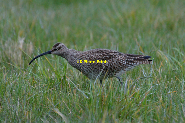 Photo 6"x4" Whimbrel (Numenius phaeopus), Norwick Kirkaton c2015