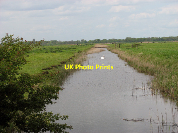 Photo 6"x4" Swan on drainage ditch in Chedgrave marshes Fritton\/TG4600 c2015