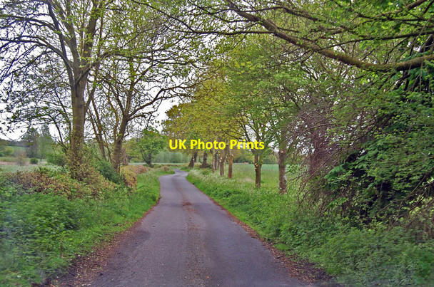 Photo 6"x4" Leez Lane Cock Green c2015
