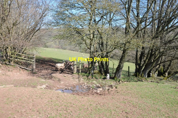 Photo 6"x4" sheep in a gateway Craswall\/SO2835 c2015