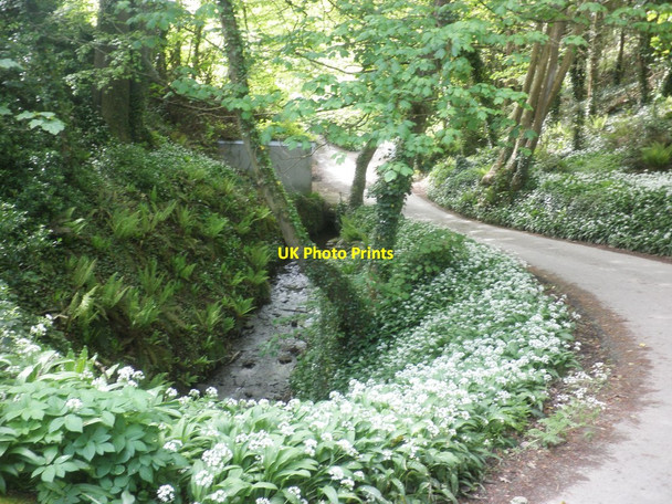 Photo 6"x4" Wild garlic Berrynarbor c2015