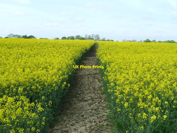 Photo 6"x4" Path Through Rape Wix c2015