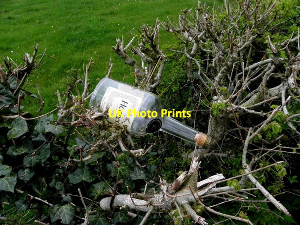 Photo 6"x4" Whiskey bottle in a hedge, Mullaghmore Seskinore c2015