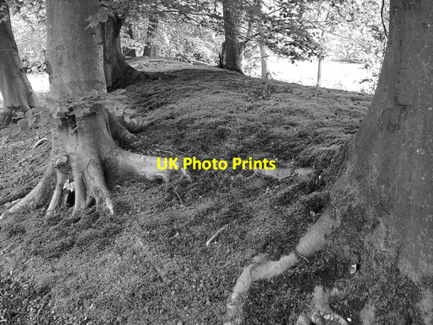 Photo 6"x4" Trees growing on WW2 air raid shelters Poringland c2015