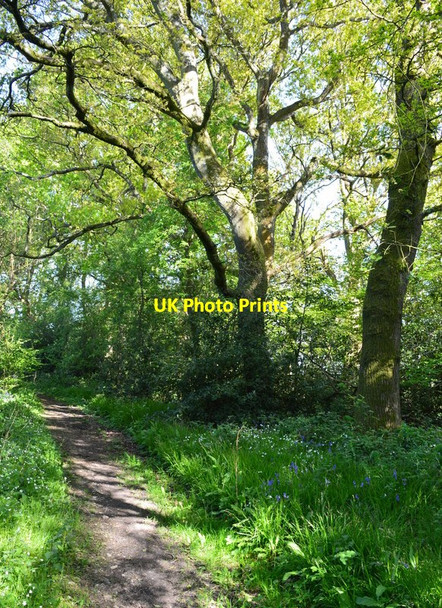 Photo 6"x4" Footpath, Tangley, Hampshire Tangley c2015
