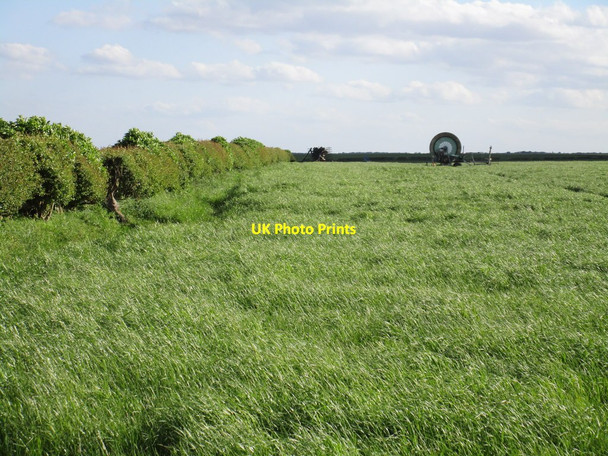 Photo 6"x4" Hedgerow off Thievesdale Lane Worksop c2015