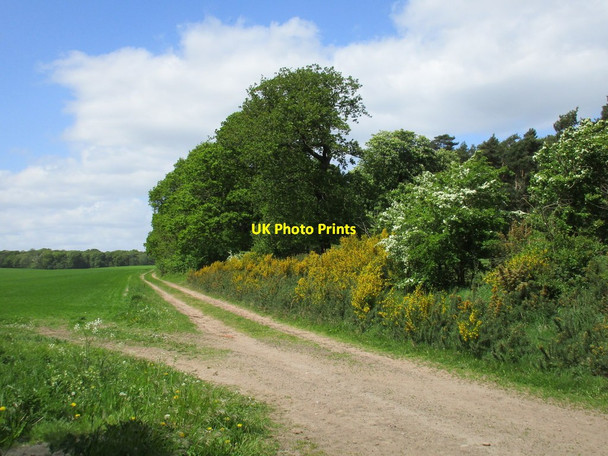 Photo 6"x4" Track on the Osberton Estate Scofton c2015