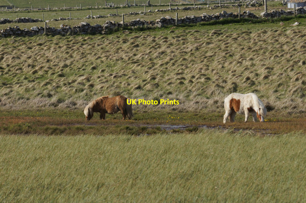 Photo 6"x4" Shetland ponies beside Haroldswick pool Bothen c2015