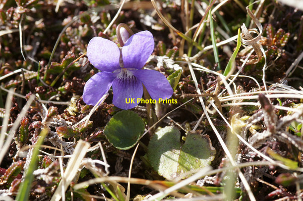 Photo 6"x4" Heath Dog-violet (Viola canina), serpentine heath above Baltasound Gardie\/HP6211 c2015