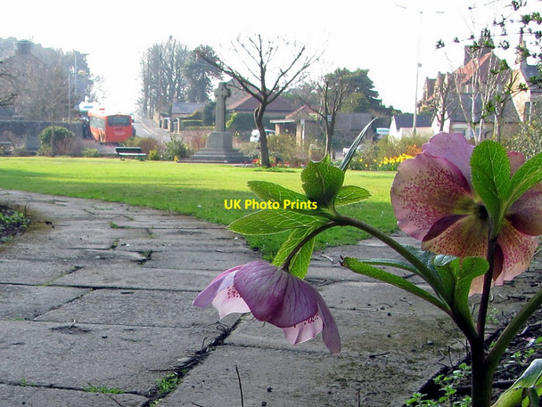 Photo 6"x4" Hellebore, Memorial Park, Heddon on the Wall Ryton\/NZ1564 c2015