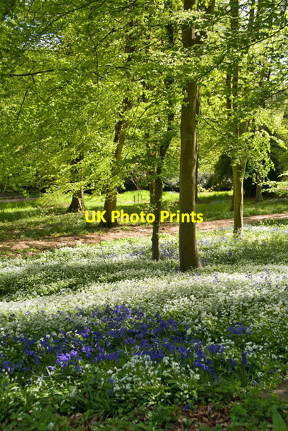 Photo 6"x4" Bluebells and wild garlic at Batsford Batsford c2015
