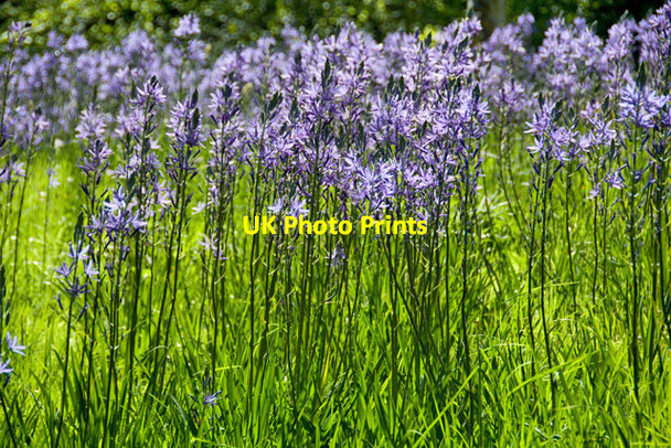 Photo 6"x4" Indian lilies at Batsford Arboretum Batsford c2015